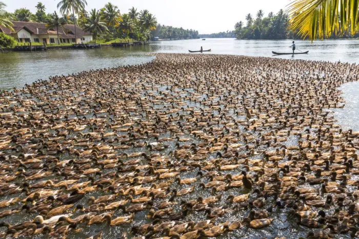 Framed Print : Ducks being herded along the waterway, Kerala backwaters, nr Alleppey, (or Alappuzha)