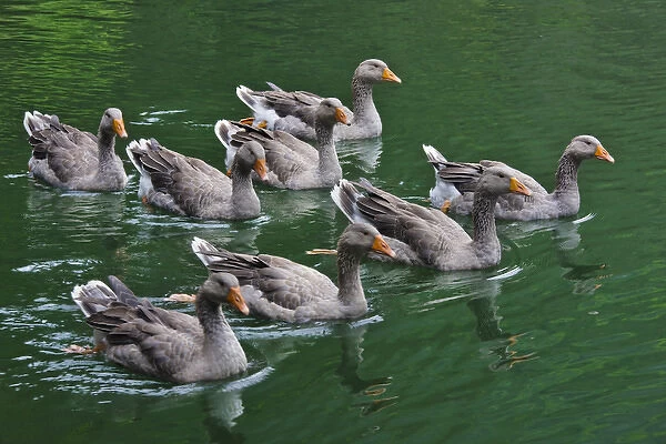 Ducks on the lake, Zhejiang Province, China