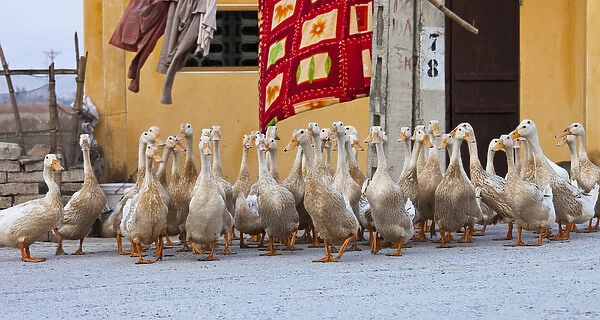Ducks are raised in great numbers in Vietnam as a primary food source