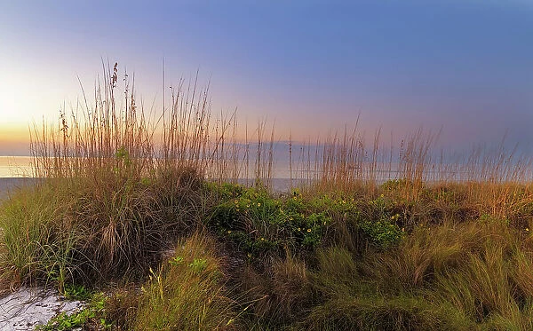 Dune sunflowers and sea oats along Sanibel Island beach in Florida, USA