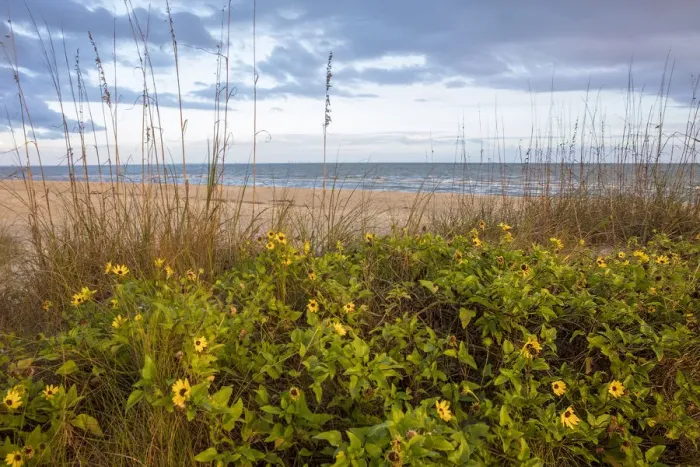 Framed Print : Dune sunflowers and sea oats along Sanibel Island beach in Florida, USA