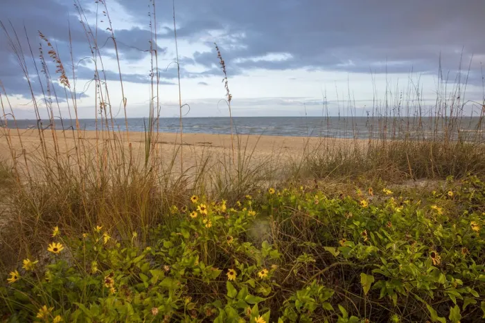 Framed Print : Dune sunflowers and sea oats along Sanibel Island beach in Florida, USA Framed Print : Dune sunflowers and sea oats along Sanibel Island beach in Florida, USA