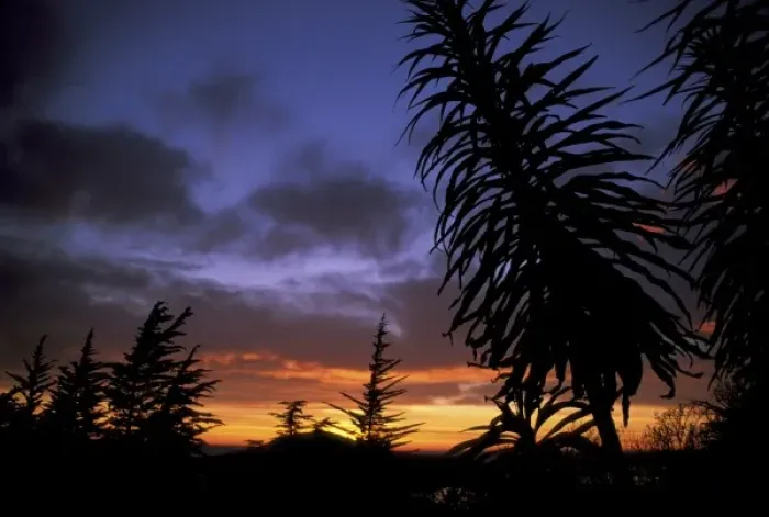 Framed Print : Dunedin, South Island, New Zealand, Trees silhouetted against a dramatic sunset Framed Print : Dunedin, South Island, New Zealand, Trees silhouetted against a dramatic sunset