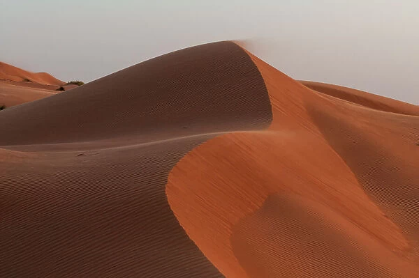 Dunes in the Wahiba Sands at sunset. Wahiba Sands, Arabian Peninsula, Oman