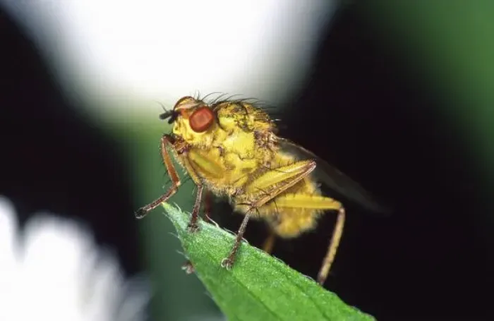 Framed Print : Dung Fly, Scatopahga Framed Print : Dung Fly, Scatopahga