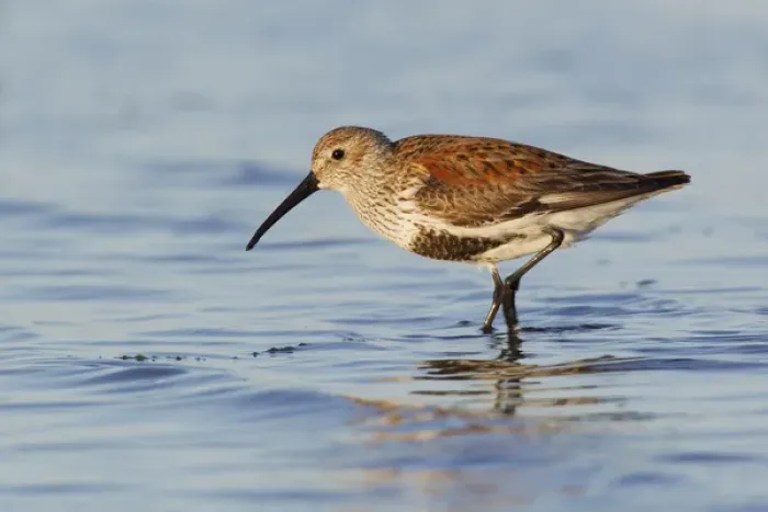 Framed Print : Dunlin Framed Print : Dunlin