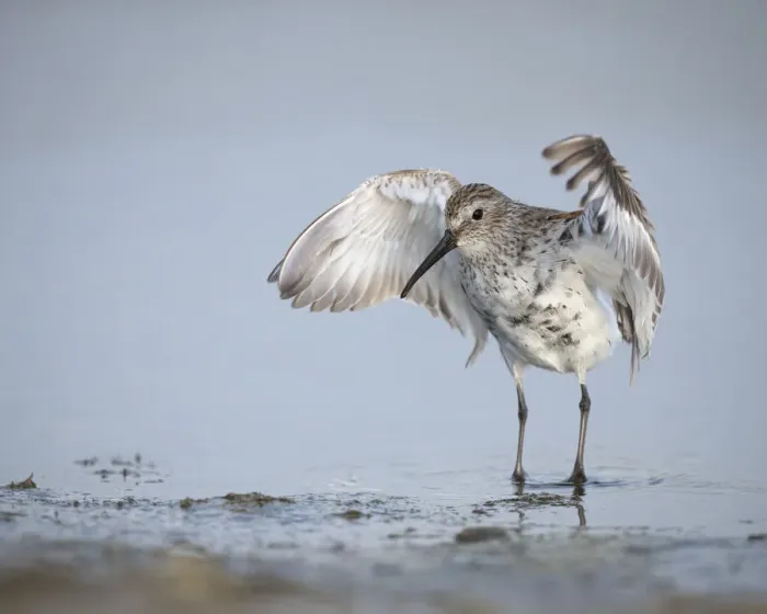 Framed Print : Dunlin, Calidris alpina, (Juvenile) Bolivar Flats, Texas