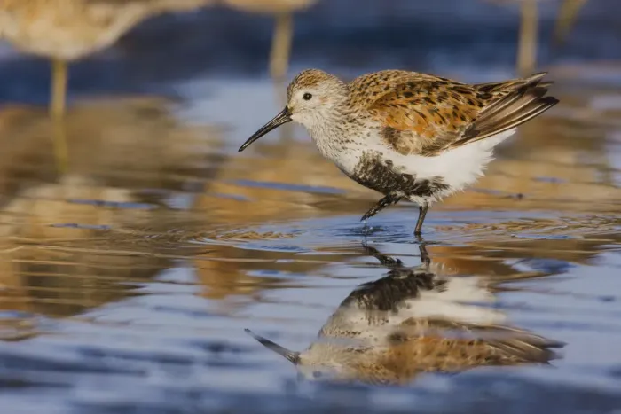 Framed Print : Dunlin migration stop Framed Print : Dunlin migration stop