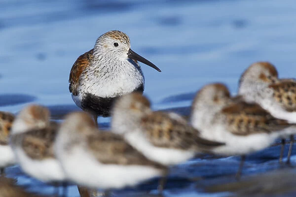 Dunlin with resting sandpipers