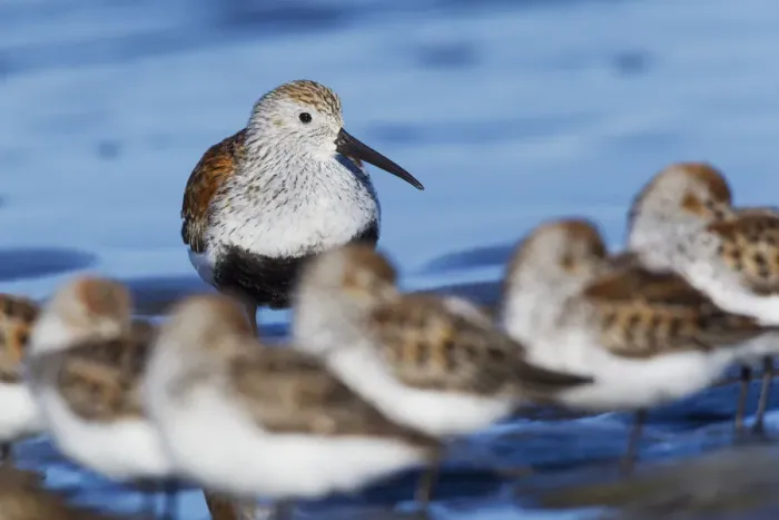Framed Print : Dunlin with resting sandpipers Framed Print : Dunlin with resting sandpipers