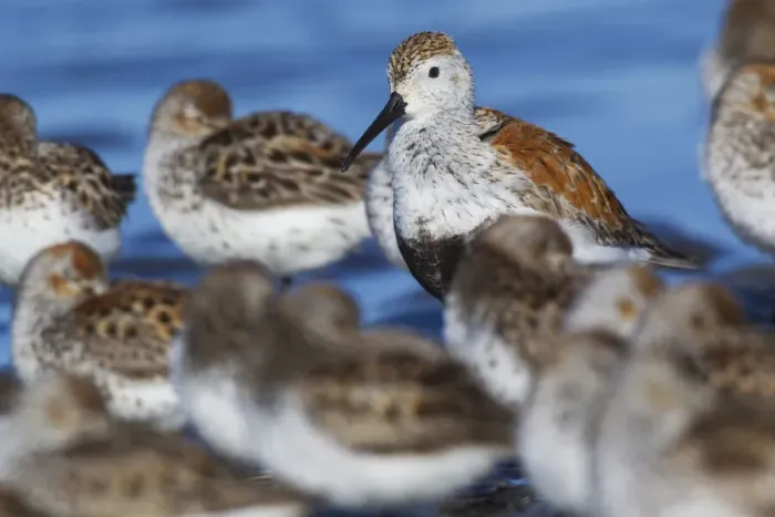 Framed Print : Dunlin among resting western sandpipers