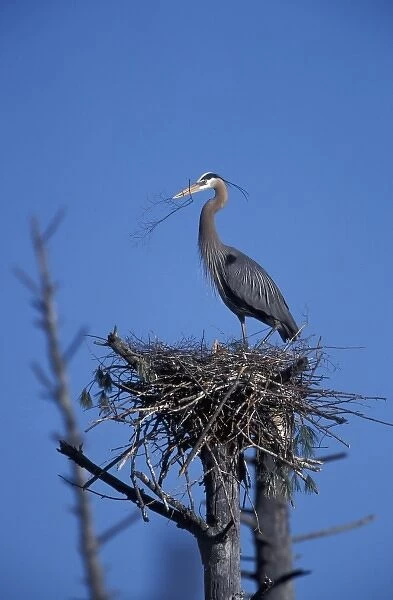 Durham, NH. A Great Blue Heron, Ardea herodias, in a rookery on the Nature Conservancy s