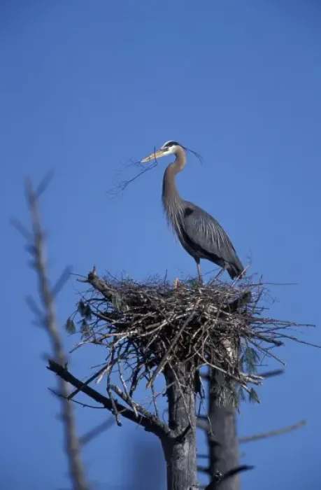 Framed Print : Durham, NH. A Great Blue Heron, Ardea herodias, in a rookery on the Nature Conservancy s Framed Print : Durham, NH. A Great Blue Heron, Ardea herodias, in a rookery on the Nature Conservancy s