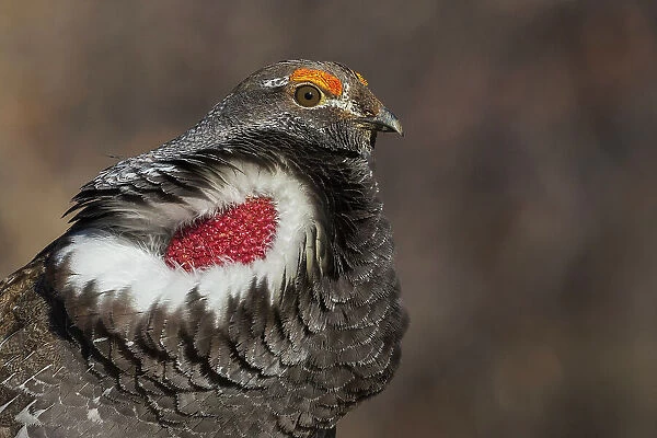 Dusky grouse close-up portrait, courtship calling, trying to impress a nearby female grouse, . USA, Colorado