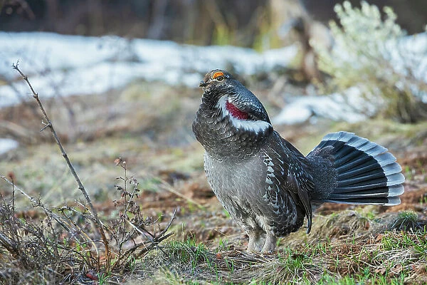 Dusky grouse, courtship display