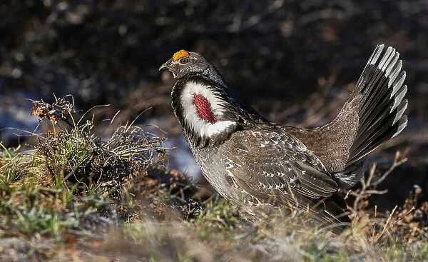 Dusky grouse, courtship display, trying to impress a nearby female grouse. USA, Colorado