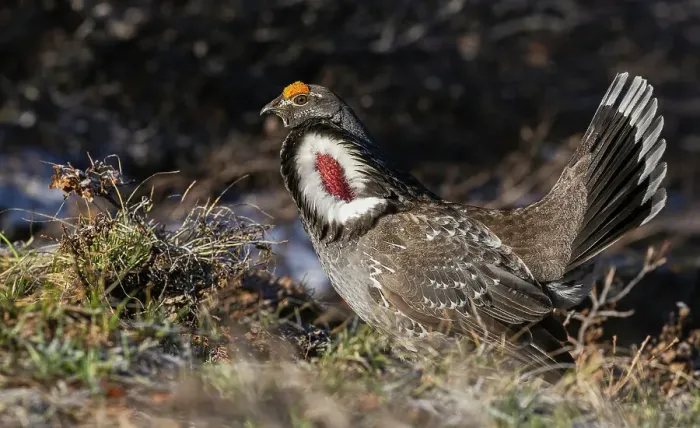 Framed Print : Dusky grouse, courtship display, trying to impress a nearby female grouse. USA, Colorado