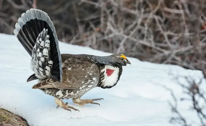 Framed Print : Dusky grouse in courtship display, trying to impress a nearby female grouse. USA, Colorado Framed Print : Dusky grouse in courtship display, trying to impress a nearby female grouse. USA, Colorado