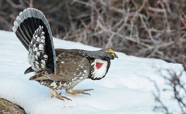 Dusky grouse in courtship display, trying to impress a nearby female grouse, . USA, Colorado