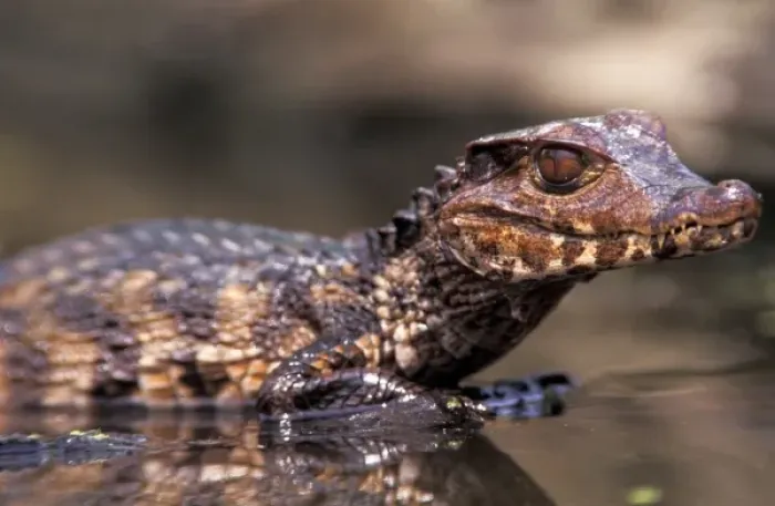 Framed Print : Dwarf Caiman (Paleosuchas palpobrosus)