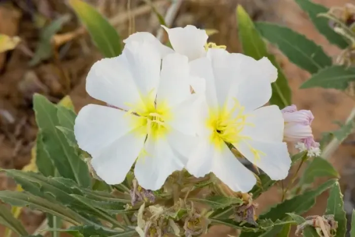Framed Print : Dwarf Evening Primrose, Oenothera caespitosa, Mohave Desert near Littlefield Arizona Framed Print : Dwarf Evening Primrose, Oenothera caespitosa, Mohave Desert near Littlefield Arizona