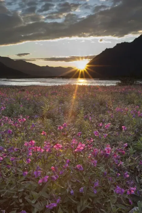 Framed Print : Dwarf fireweed is lit by sunset light at 2: 00 AM on a gravel bar in the Marsh Fork