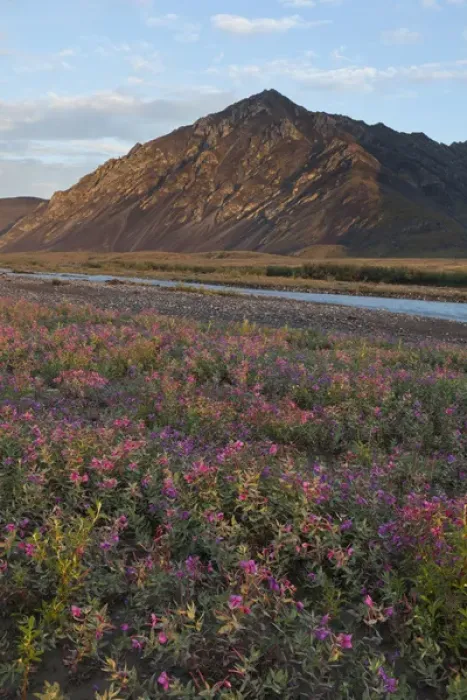 Framed Print : Dwarf fireweed is lit by sunset light at 2: 00 AM on a gravel bar in the Marsh Fork Framed Print : Dwarf fireweed is lit by sunset light at 2: 00 AM on a gravel bar in the Marsh Fork
