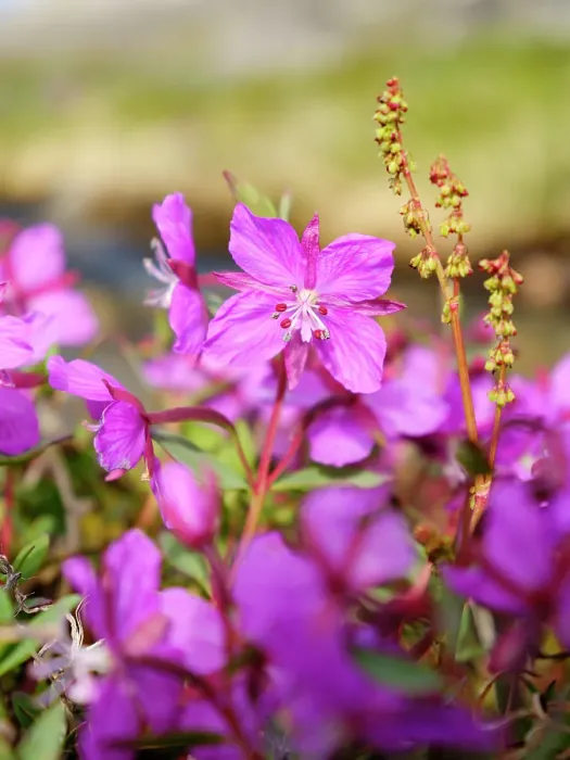 Framed Print : Dwarf fireweed, local name Niviarsiaq, the national flower of Greenland. Drygalski Peninsula in the Uummannaq Fjord System in the northwest of Greenland, Danish Territory. (Editorial Use Only)