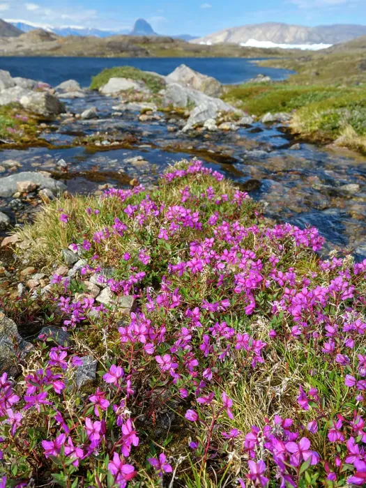 Framed Print : Dwarf fireweed, local name Niviarsiaq, the national flower of Greenland. Drygalski Peninsula in the Uummannaq Fjord System in the northwest of Greenland, Danish Territory. (Editorial Use Only) Framed Print : Dwarf fireweed, local name Niviarsiaq, the national flower of Greenland. Drygalski Peninsula in the Uummannaq Fjord System in the northwest of Greenland, Danish Territory. (Editorial Use Only)