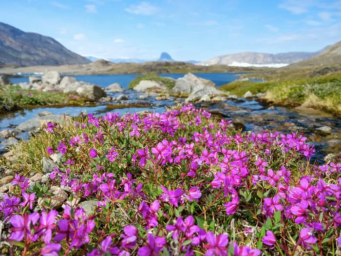 Framed Print : Dwarf fireweed or river beauty willowherb, local name Niviarsiaq, the national flower of Greenland. Drygalski Peninsula in the Uummannaq Fjord System