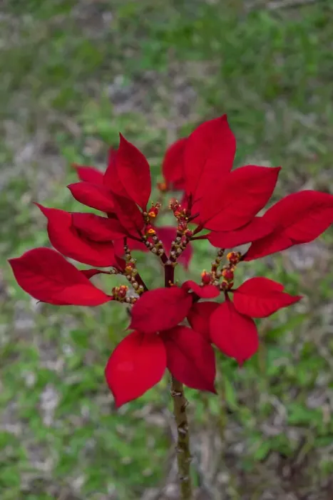 Framed Print : Dwarf Poinsettia