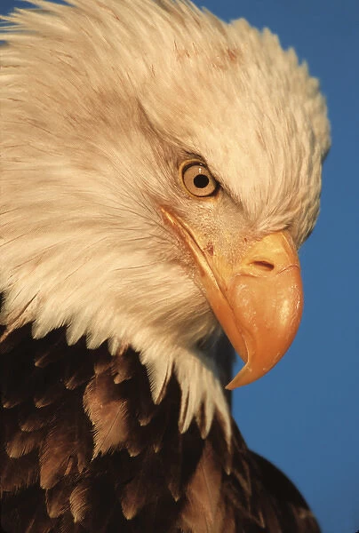 Eagle, Bald Eagle, Haliaeetus leucocephalus, Alaska, Kachemak Bay, National Bird