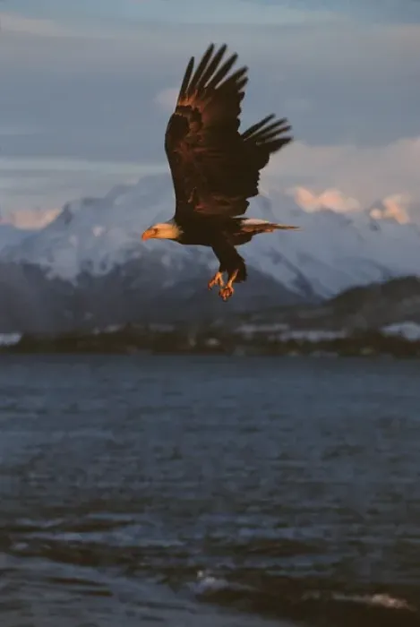 Framed Print : Eagle, Bald Eagle, Haliaeetus leucocephalus, Alaska, Kachemak Bay, National Bird Framed Print : Eagle, Bald Eagle, Haliaeetus leucocephalus, Alaska, Kachemak Bay, National Bird