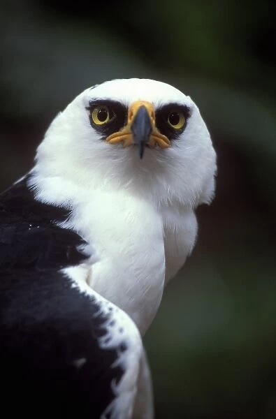 Eagle, Black & White Hawk (Espizaetus melanoleucus) portrait, Atlantic Forest, SE Brazil