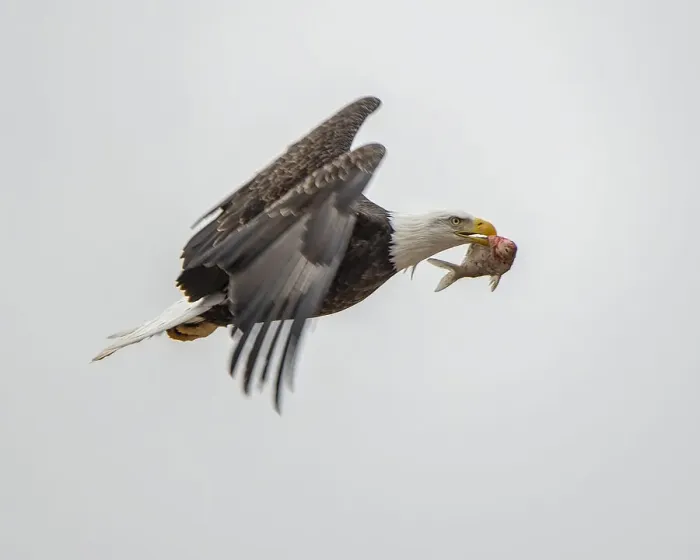 Framed Print : Eagle after food Framed Print : Eagle after food