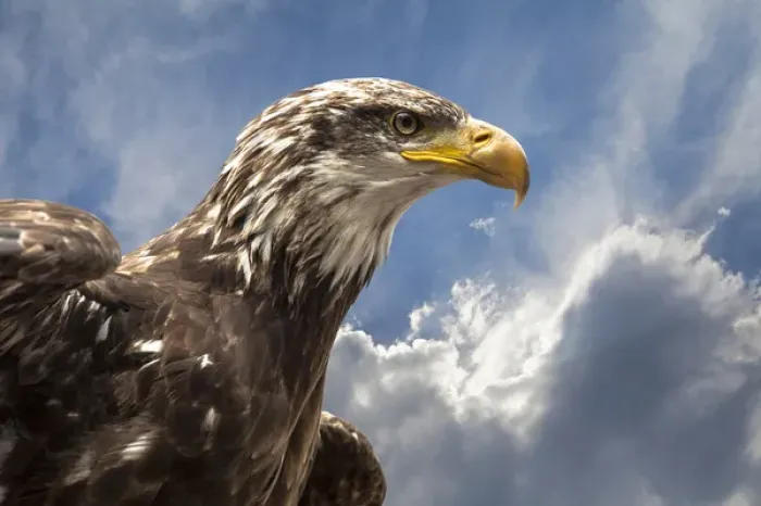 Framed Print : Eagle portrait