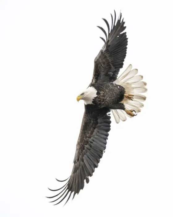 Framed Print : Eagle spotting prey and starting the dive for a catch Framed Print : Eagle spotting prey and starting the dive for a catch