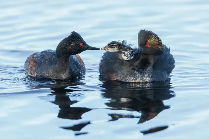 Framed Print : Eared grebe family, parent feeding chicks. USA, Colorado Framed Print : Eared grebe family, parent feeding chicks. USA, Colorado