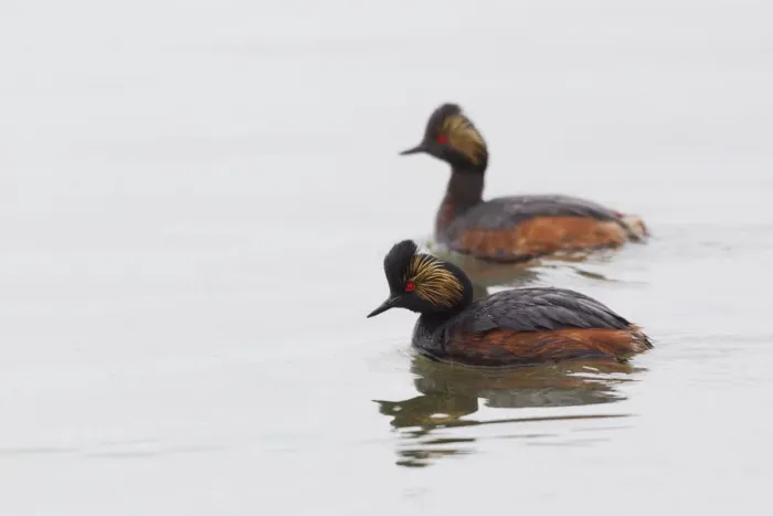Framed Print : Eared Grebe Pair Framed Print : Eared Grebe Pair