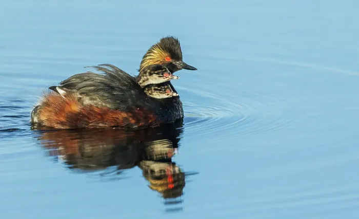 Framed Print : Eared grebe parent giving chicks a ride. USA, Colorado