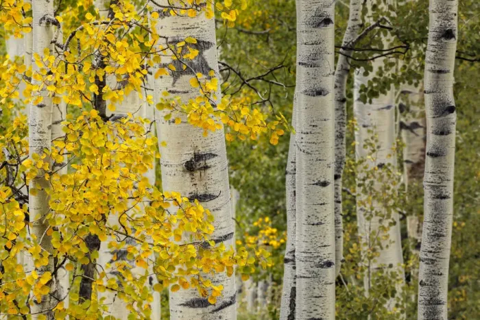 Framed Print : Early autumn aspen leaves and white trunks, Uncompahgre National Forest, Colorado Framed Print : Early autumn aspen leaves and white trunks, Uncompahgre National Forest, Colorado