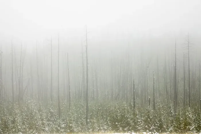 Framed Print : Early autumn snowfall, Yellowstone National Park, Wyoming Framed Print : Early autumn snowfall, Yellowstone National Park, Wyoming