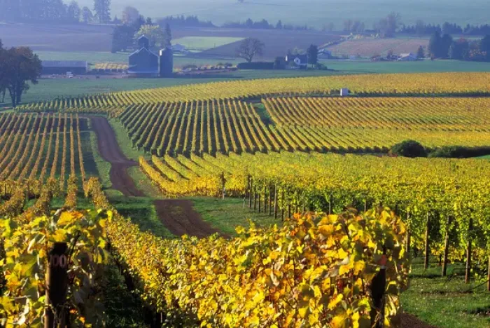 Framed Print : The early Fall morning over Stoller vineyard in a Willamette Valley near Dundee Framed Print : The early Fall morning over Stoller vineyard in a Willamette Valley near Dundee