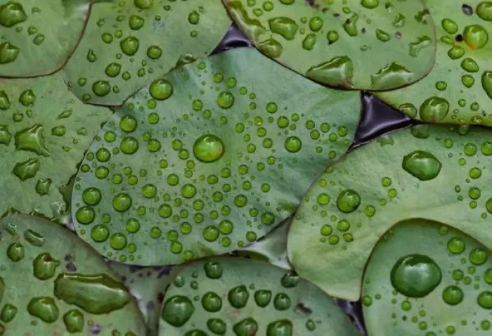 Framed Print : Early morning dewdrops on lily pads, Laurel Lake, near Bandon, Oregon