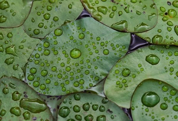 Early morning dewdrops on lily pads, Laurel Lake, near Bandon, Oregon