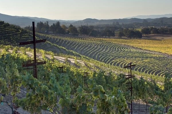 Early morning light in the vineyard of Kunde Estate Winery & Vineyard on Sonoma Highway