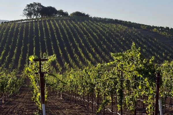 Early morning light in the vineyard of Kunde Estate Winery & Vineyard on Sonoma Highway