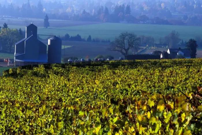 Framed Print : The early morning rays play across the leave of the grape vines, Willamette Valley Framed Print : The early morning rays play across the leave of the grape vines, Willamette Valley