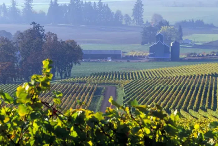 Framed Print : The early morning rays play across the leaves of grape vines in a Willamette Valley vineyard Framed Print : The early morning rays play across the leaves of grape vines in a Willamette Valley vineyard