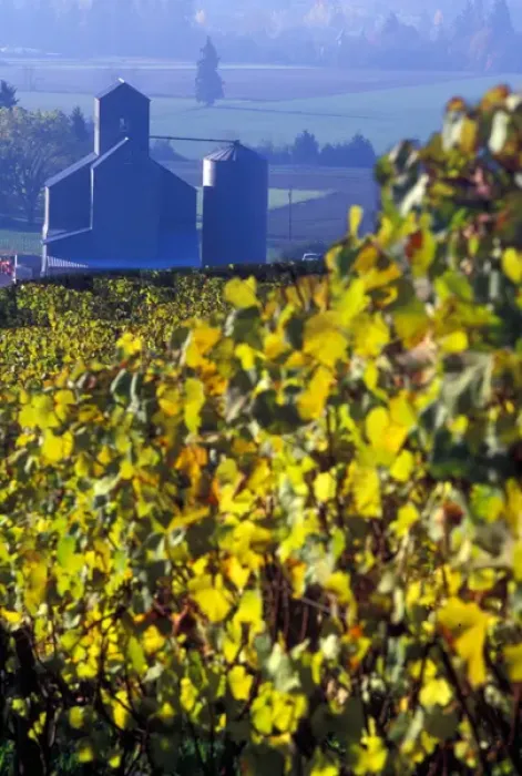 Framed Print : The early morning rays play across the leaves of grape vines in a Willamette Valley vineyard Framed Print : The early morning rays play across the leaves of grape vines in a Willamette Valley vineyard